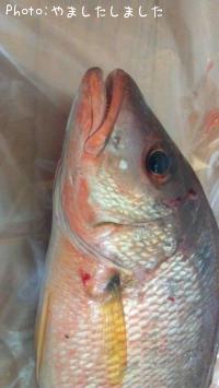 ¥â¥ó¥Ä¥¥¤¥µ¥®