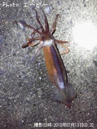 ����ᥤ��