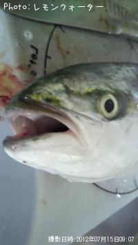 ���ʤ��ȥ參��