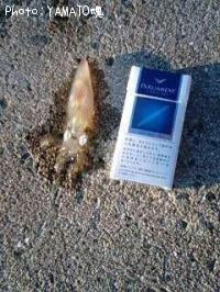 ����ɥ�����