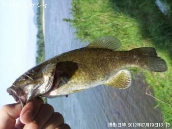 ���⡼��ޥ����Х�