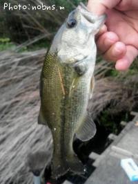 ¥Ö¥é¥Ã¥¯¥Ð¥¹