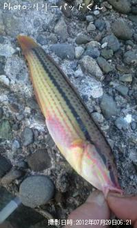 ベラのムチは痛いよ(b^皿゜)