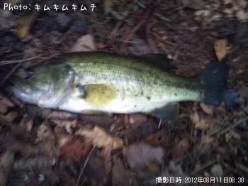 ¥Ö¥é¥Ã¥¯¥Ð¥¹