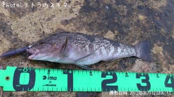 �����ʥ�