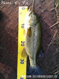 ¥Ö¥é¥Ã¥¯¥Ð¥¹