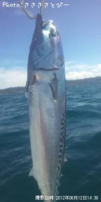 ������������ϥ�