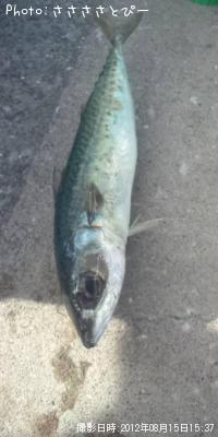 ¥¤¥Ê¥À¡õ¥½¥¦¥À¡õ¥µ¥Ð