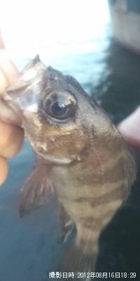 ��Х�������Х�