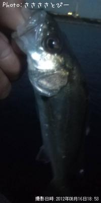 ��Х�������Х�