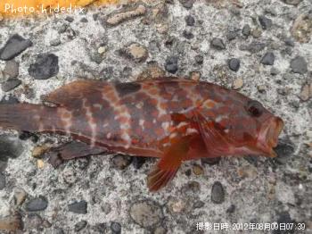 �����ϥ�