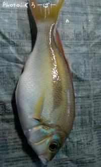 �ҥȥ������ޥ�����