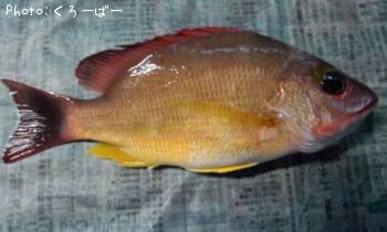 ¥ª¥¥Õ¥¨¥À¥¤