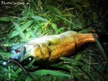 �֥�å��Х�