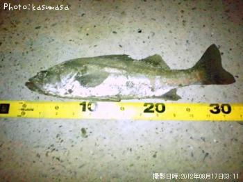 �����Х�