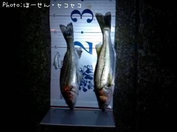 �����Х�