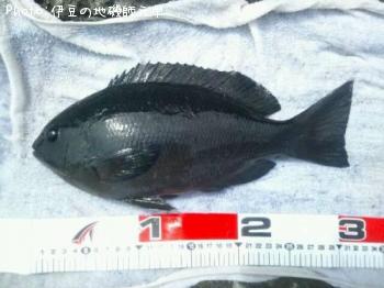 �����᥸��