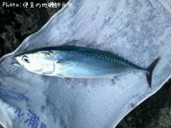 �ޥ륽����