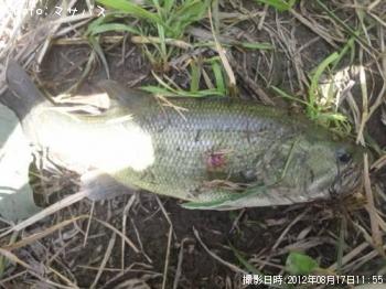 �֥�å��Х�