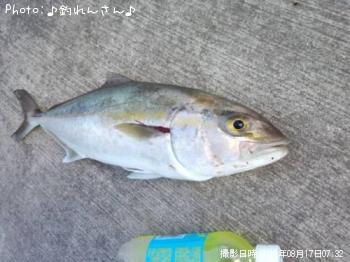 ����ѥ��λ�