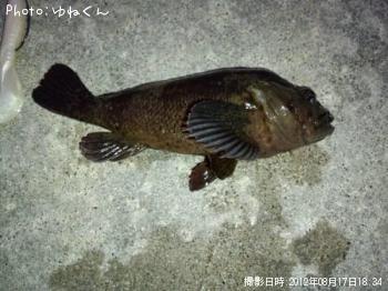 ��饽��