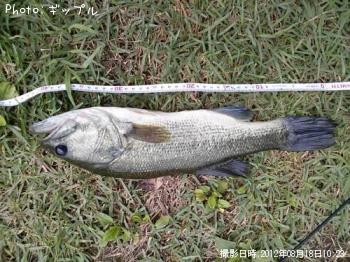 �֥�å��Х�