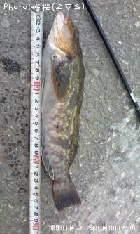 �����ʥ�