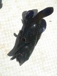 �����Υ�ϥ�