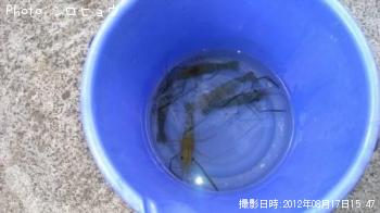 �ƥʥ�����