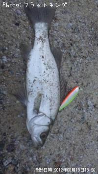 �ҥ饻����