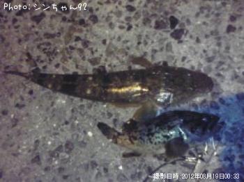 �ޥ���