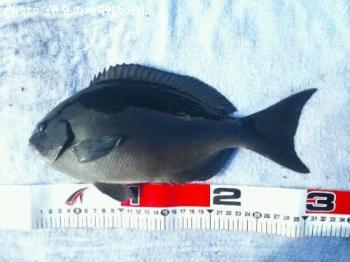 ��Ĺ�᥸��