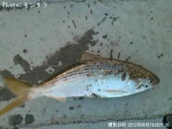 ¥³¥Î¥·¥í¡©