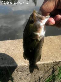 �֥�å��Х�