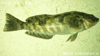 �����ʥ�