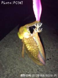 �����ꥤ��