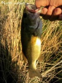 ¥Ö¥é¥Ã¥¯¥Ð¥¹