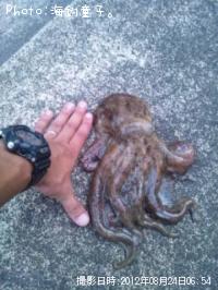 ¥ª¥¯¥È¥Ñ¥Ä