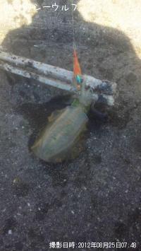 �����ꥤ��