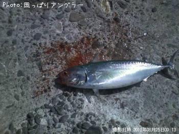 ¥½¥¦¥À¥¬¥Ä¥ª
