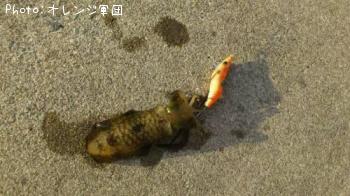 ¥¢¥ª¥ê¥¤¥«