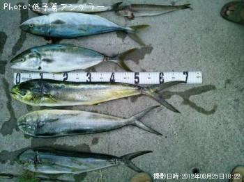 シイラ・イナダ・エソ