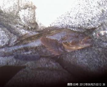 �����ʥ�