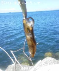 �����ꥤ���ʿ��ҡ�