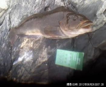 �����ʥ�