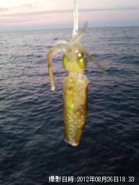 �����ꥤ��