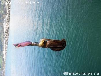 ¥¢¥ª¥ê¥¤¥«