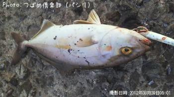 ����ѥ�
