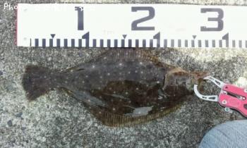 ¥½¥²¡Ê¥Ò¥é¥á¡Ë