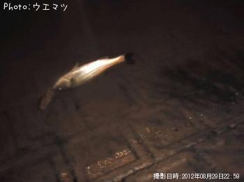 �����Х�